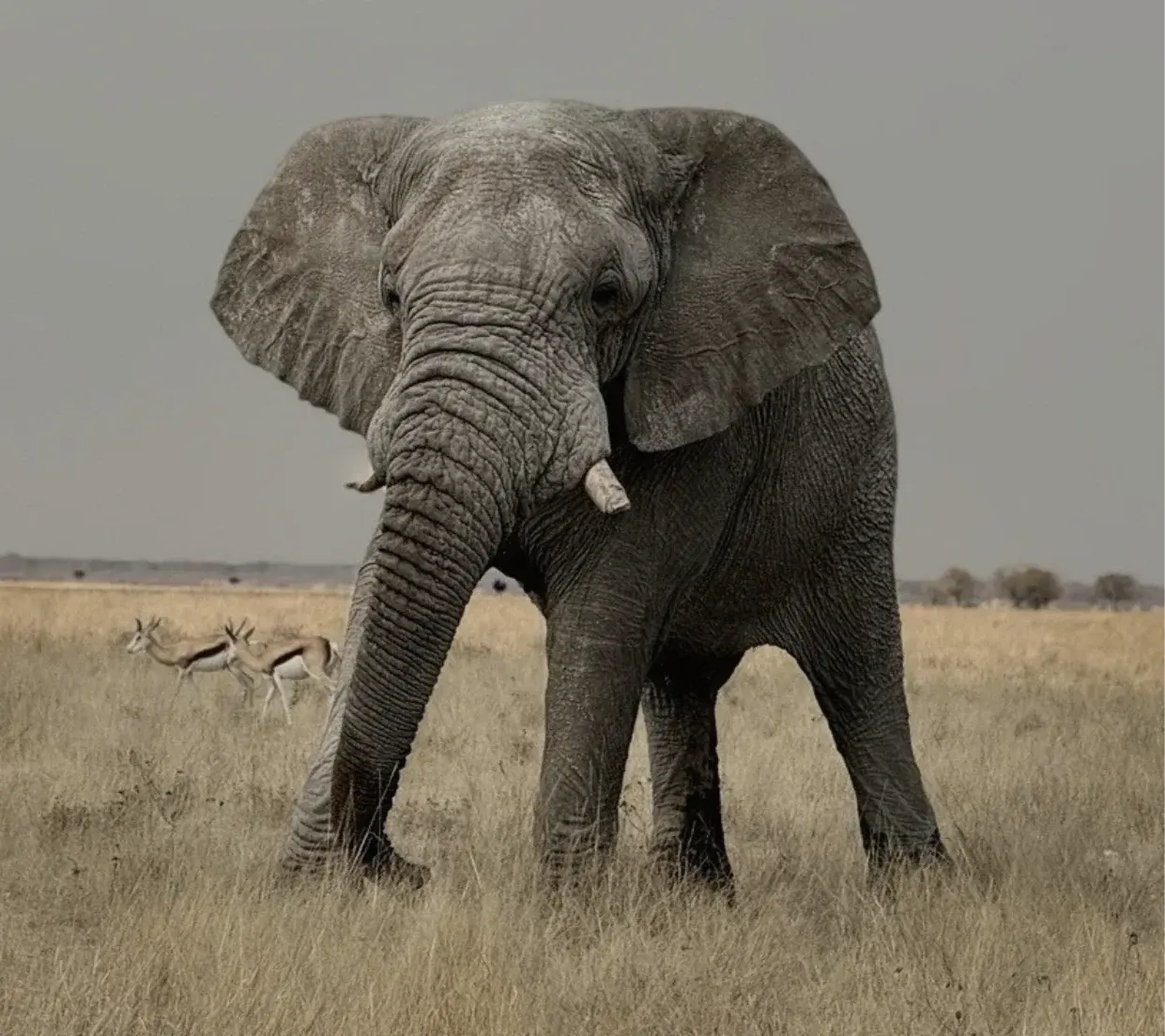 Elephant walking through golden grass in Namibia