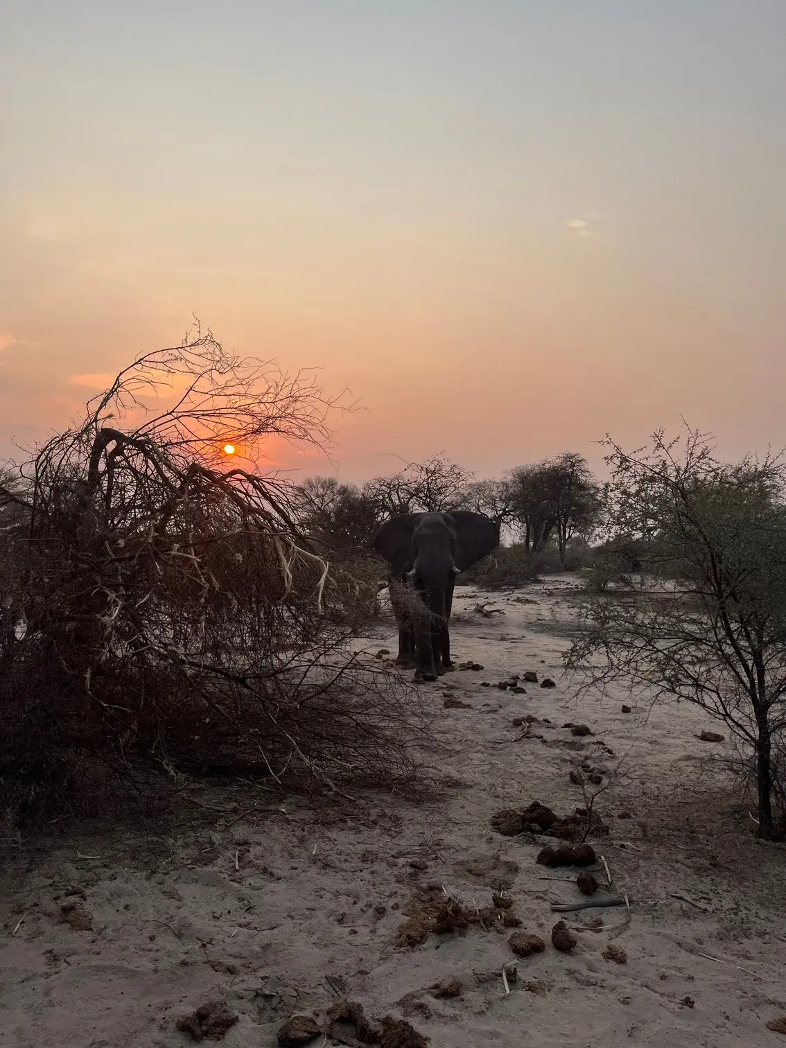 Elephant walking towards the camera at sunset in the Caprivi