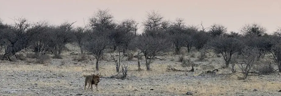 Wide view of a lion walking across pale open ground with trees behind