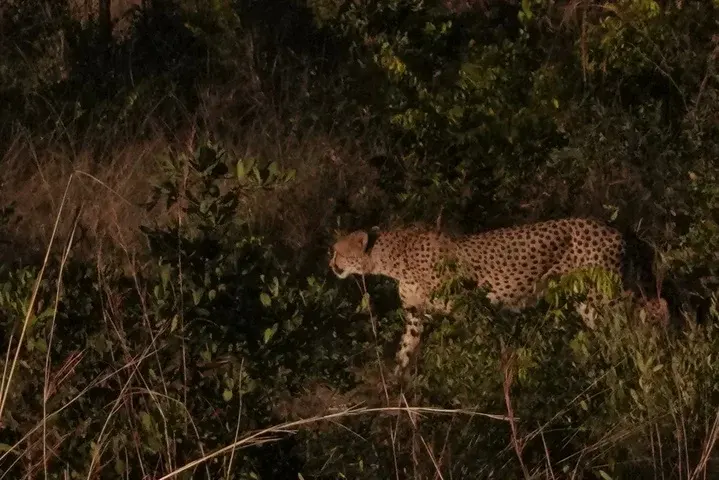 Spotted cat moving through dark bush lit by a spotlight