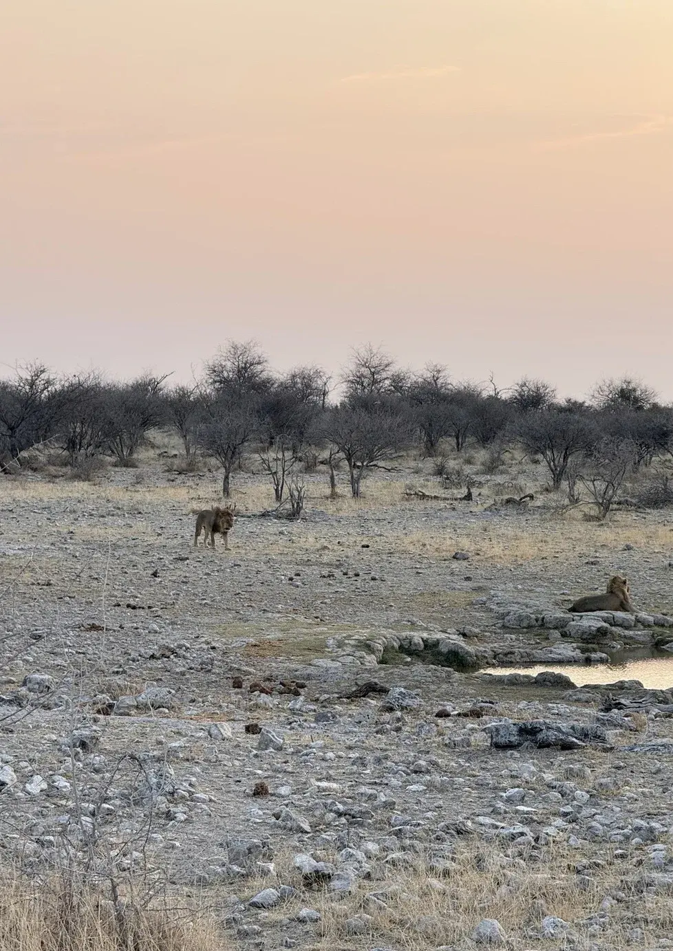Waterhole and scattered trees under a pale pink evening sky