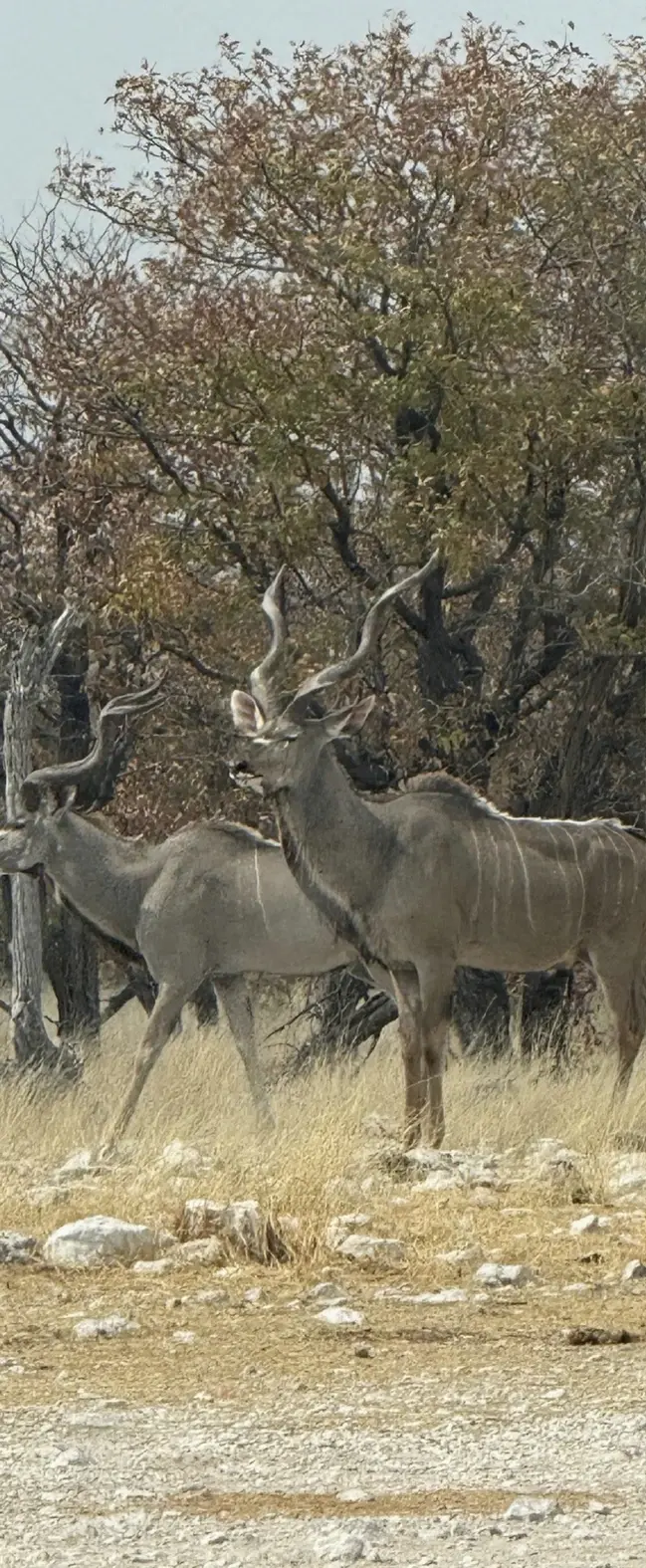 Two kudu bulls with spiral horns standing among trees