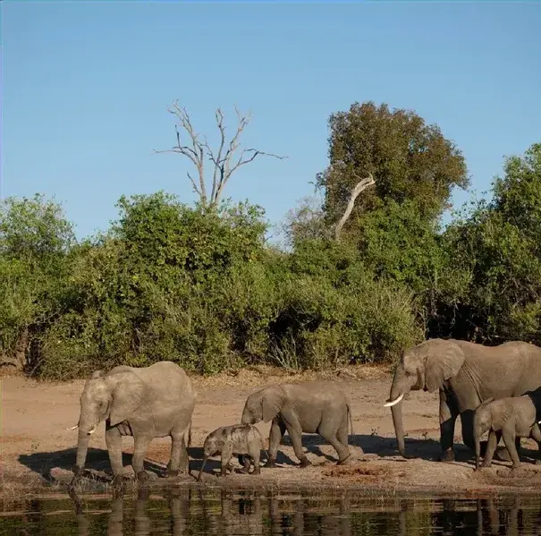 Chobe National Park, Botswana