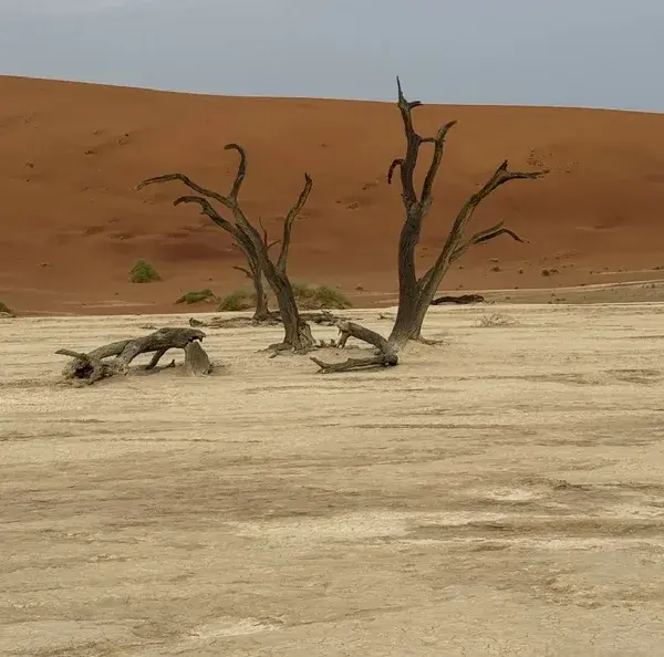 Dead camel-thorn trees on the white clay pan of Deadvlei, with a red dune behind
