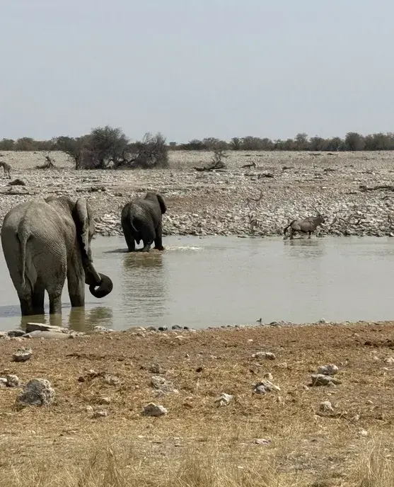 Elephants cooling off in a waterhole on a stony plain, with an oryx beyond