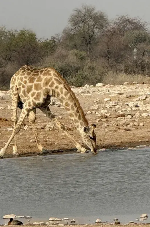 A giraffe splaying its legs to drink at a waterhole