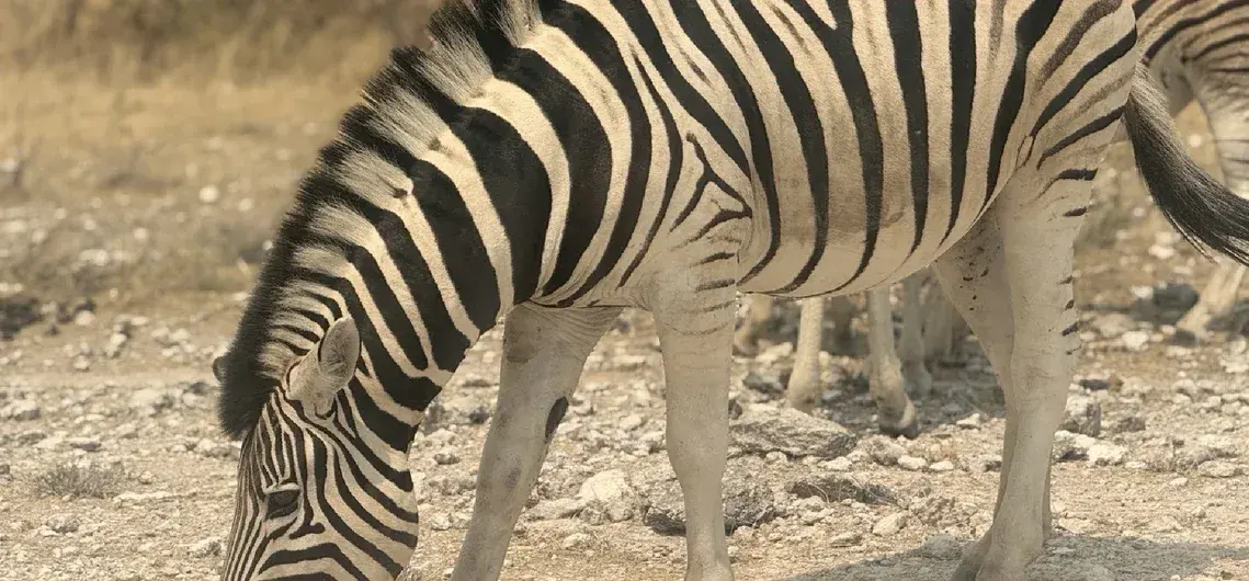 A zebra grazing on stony ground